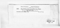 Didymella protuberans image